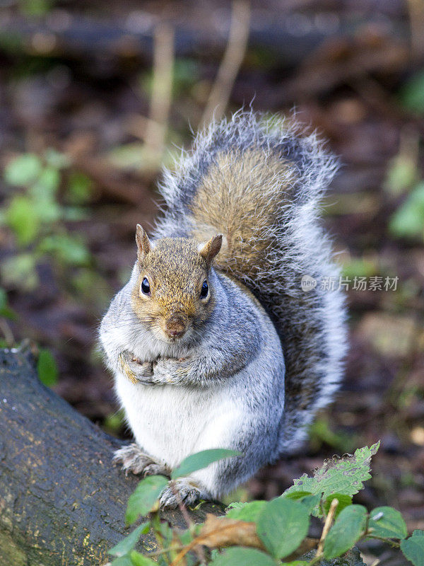 灰松鼠(Sciurus carolinensis)，英国